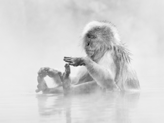 Snow Monkey in the Mist