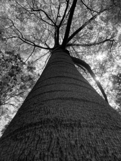 Queensland Bottle Tree