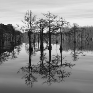 Floating Cypress