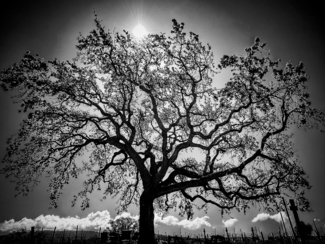 Oak Tree in Los Olivos