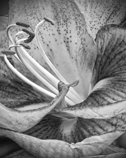 Amaryllis