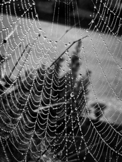 Dewy Web