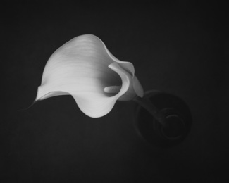 Calla Lily