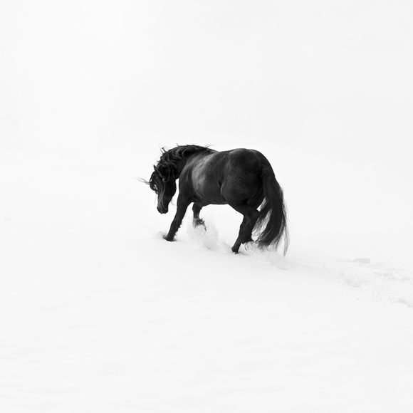 Snow Horse