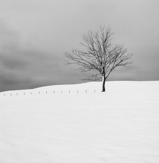 Winter Tree