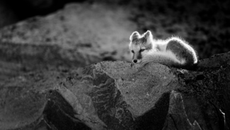 Arctic fox