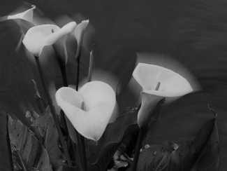 Calla Lilies