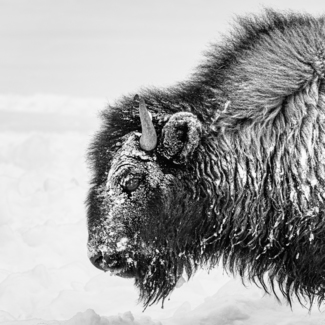 Frozen Bison