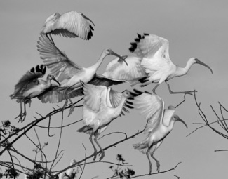 Startled Ibis