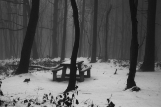 Bench in Woods