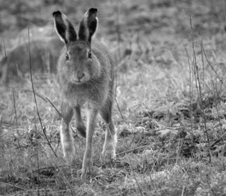 Hare Alert