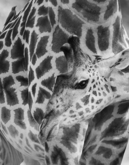 Giraffes in B & W