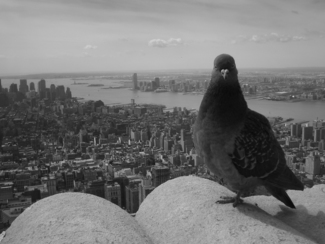 New York Pigeon