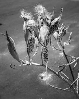 Blowing in the wind