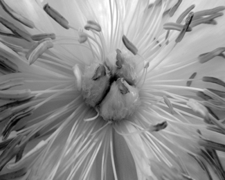 Peony Stamens