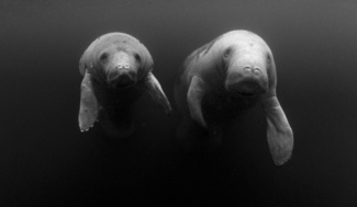 Manatee Family