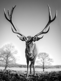 Mega stag