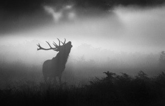 The Stag Rut