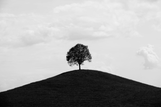 Lonesome tree