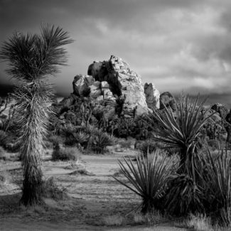 Joshua Tree