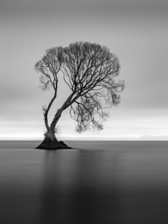 Taupo Tree