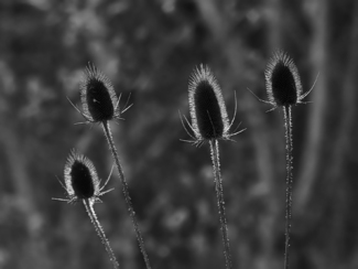 UnCommon Teasels