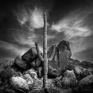 Lonesome Saguaro