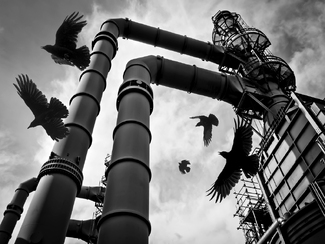 Refined Crows Refined Crows