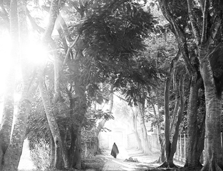 Morning Walk Morning Walk