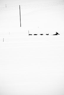 Dog Sledding Dog Sledding