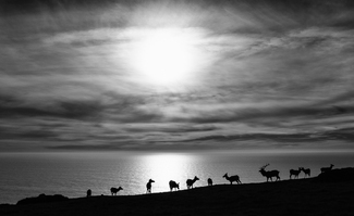 Elk at the Edge Elk at the Edge