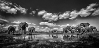 Elephant watering hole Elephant watering hole