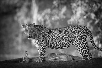 Leopard and prey, Botswana Leopard and prey, Botswana