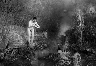 Peacock Piper Peacock Piper