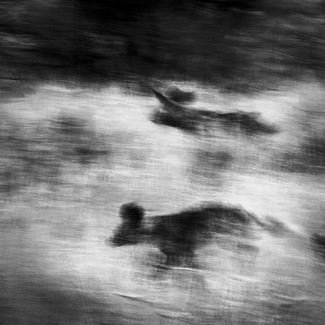 Spectre of Wild Dog Spectre of Wild Dog