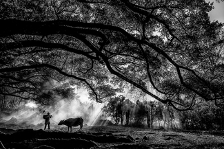 Farmer & Buffalo Farmer & Buffalo