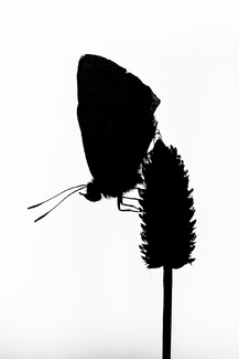 Lone Butterfly Lone Butterfly