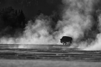 Thermal Bison Thermal Bison