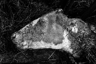 Fire in the Barn Fire in the Barn