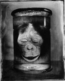 Chimpanzee Chimpanzee