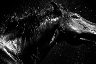 Apocalyptic Horses (05) Apocalyptic Horses (05)