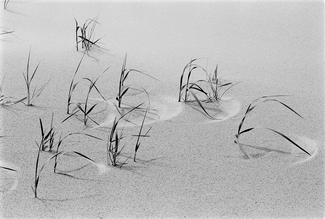 Beach Grass Beach Grass