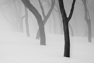 Winter Fog Winter Fog