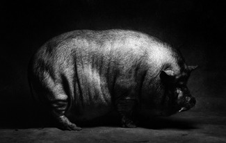 PIG