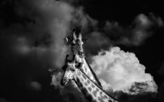 SKY HIGH