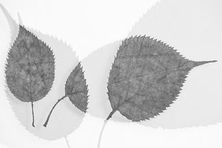 leaves1