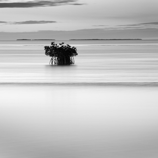 Mangrove & Wake