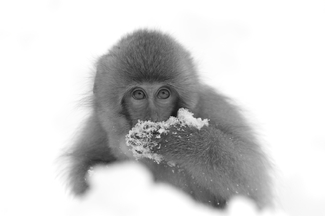 Japanese Macaque