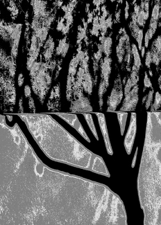Shade of Tree (1)