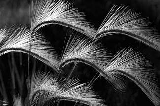Grass Wave
